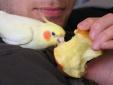 Cockatiel patient at Bird Vet Melbourne